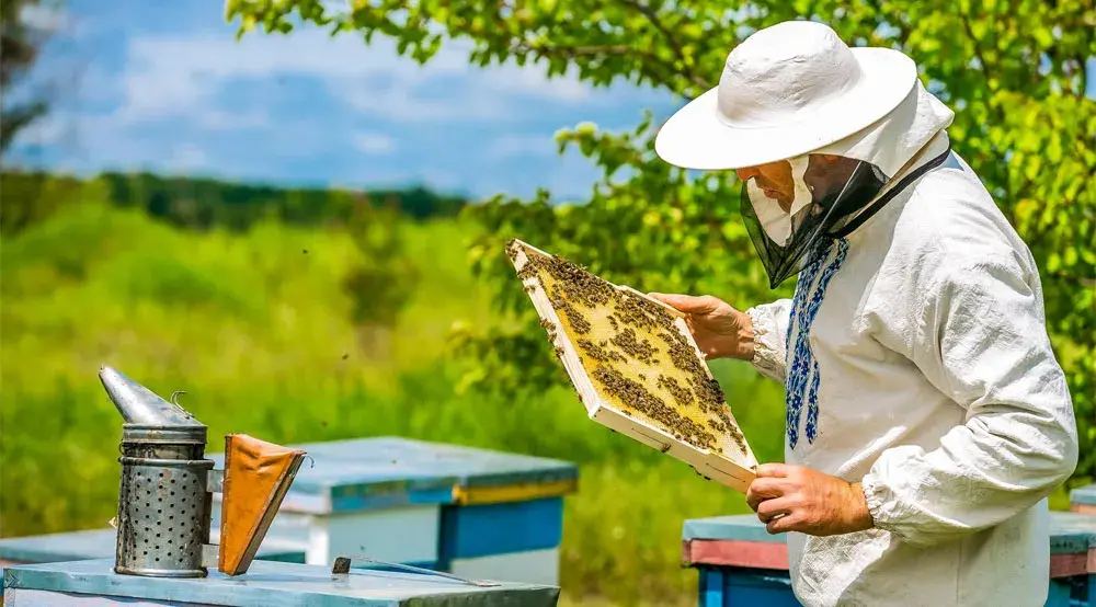 software para apicultura