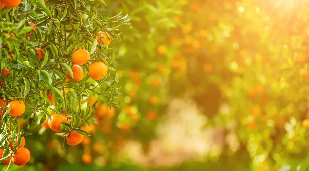 software para lavoura de frutas