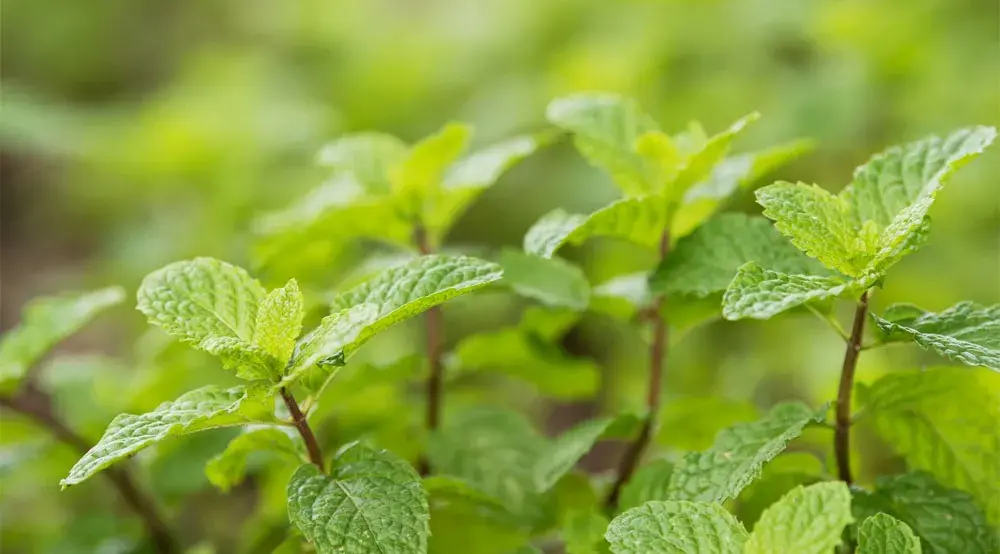 software para lavoura de plantas medicinais