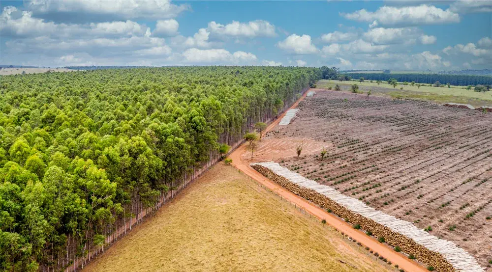 software para plantação de eucaliptos