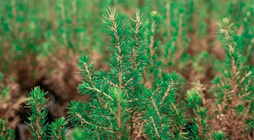 software para plantação de pínus