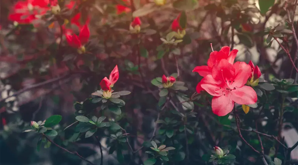 software para produtor de flores