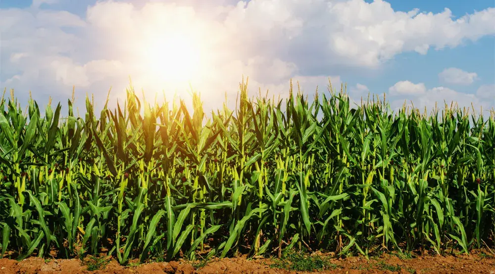 software para gestão pública agricultura